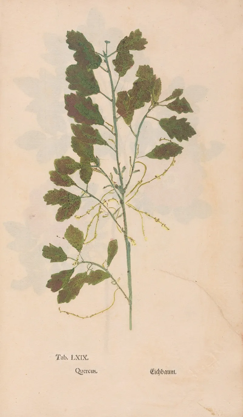 Ectypa Vegetabilium Pl 069 Wall Art by Christian Gottlieb Ludwig - High-Resolution Digital Print