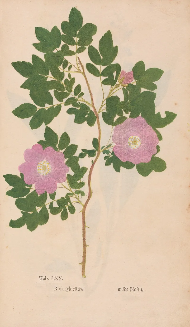 Ectypa Vegetabilium Pl 070 Wall Art by Christian Gottlieb Ludwig - High-Resolution Digital Print