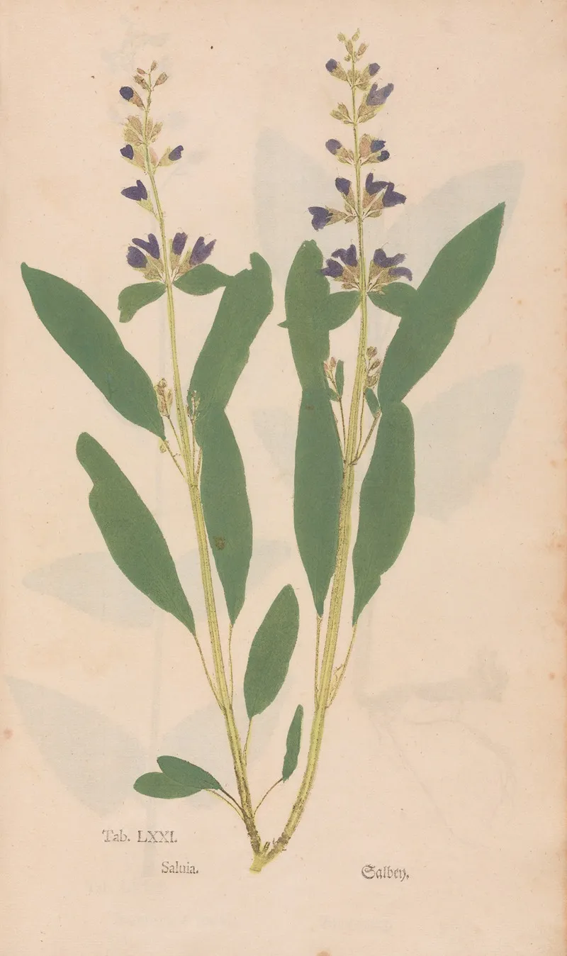Ectypa Vegetabilium Pl 071 Wall Art by Christian Gottlieb Ludwig - High-Resolution Digital Print