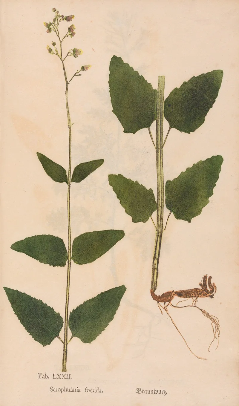 Ectypa Vegetabilium Pl 072 Wall Art by Christian Gottlieb Ludwig - High-Resolution Digital Print