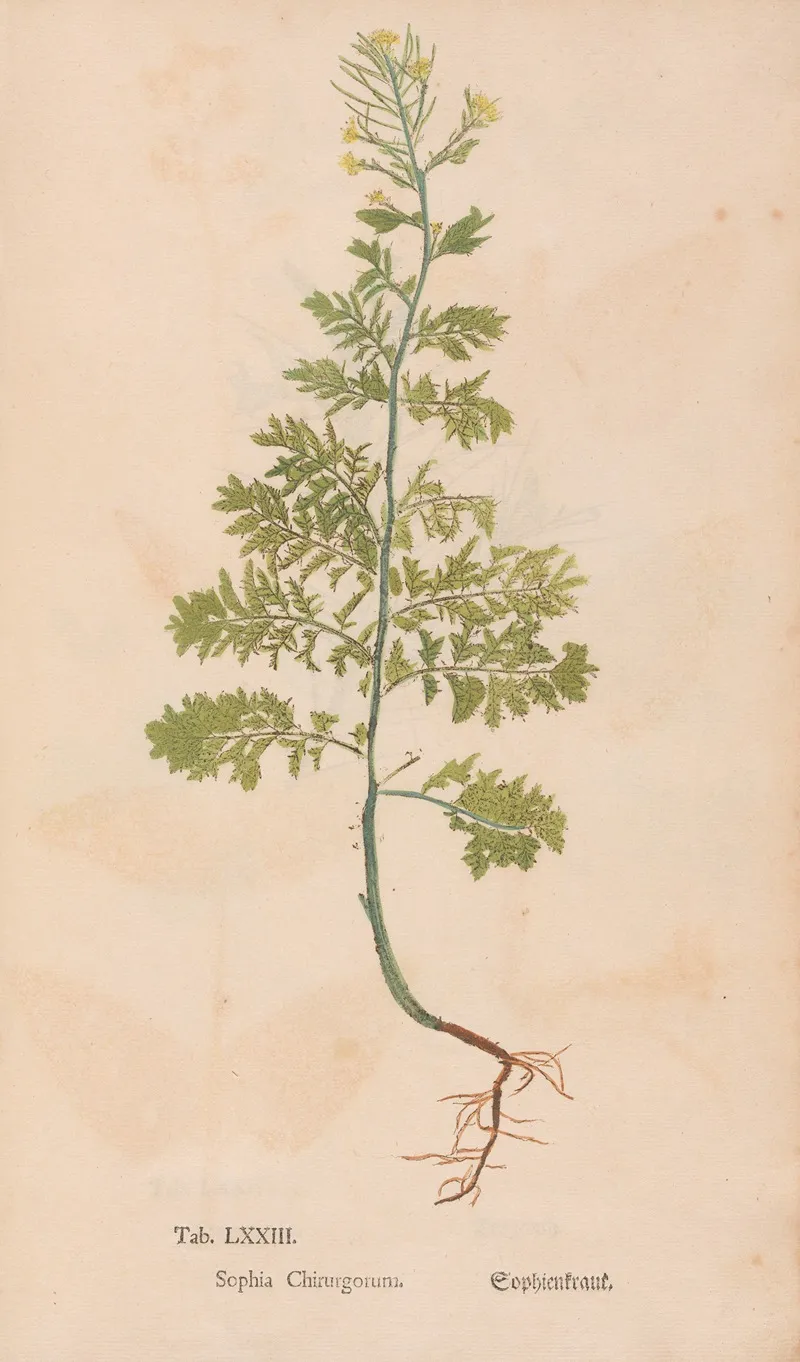 Ectypa Vegetabilium Pl 073 Wall Art by Christian Gottlieb Ludwig - High-Resolution Digital Print