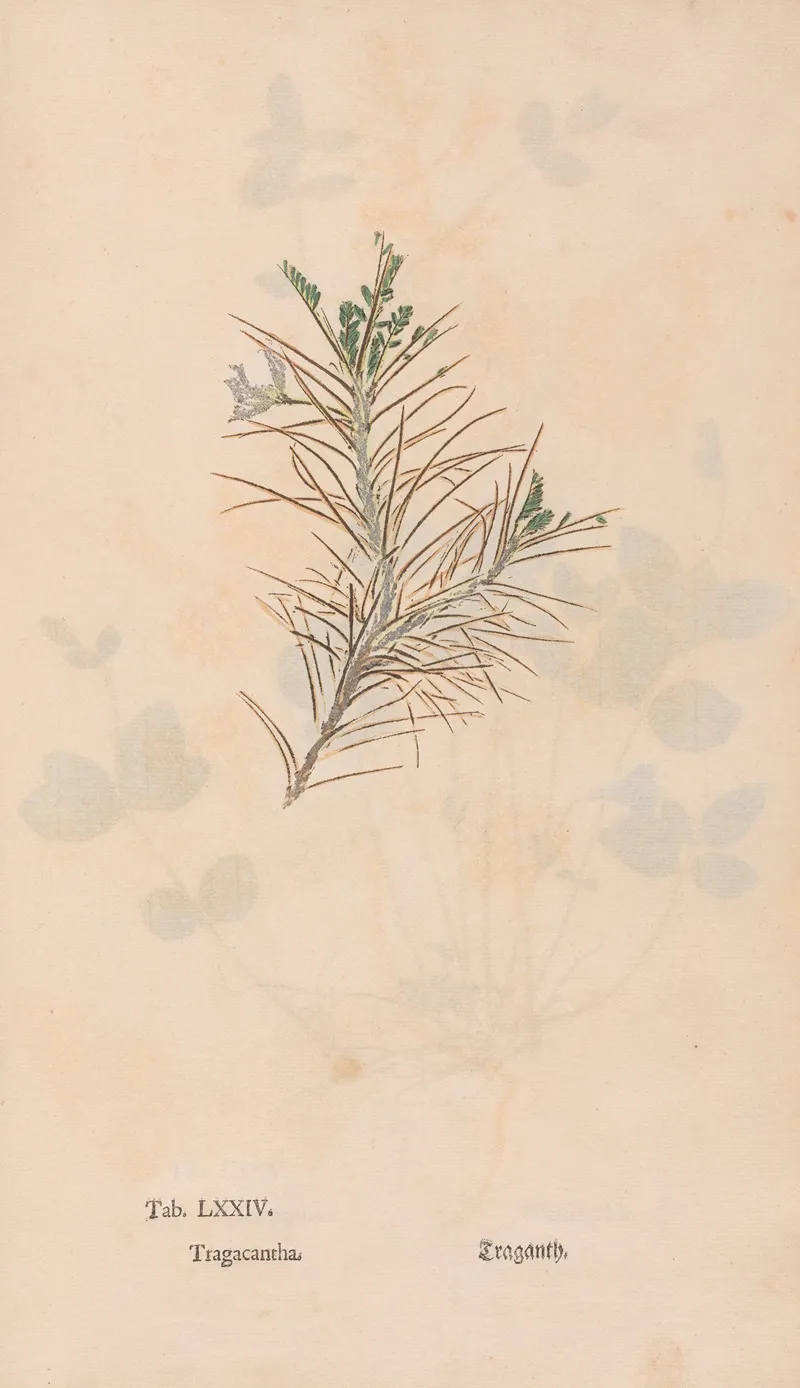 Ectypa Vegetabilium Pl 074 Wall Art by Christian Gottlieb Ludwig - High-Resolution Digital Print