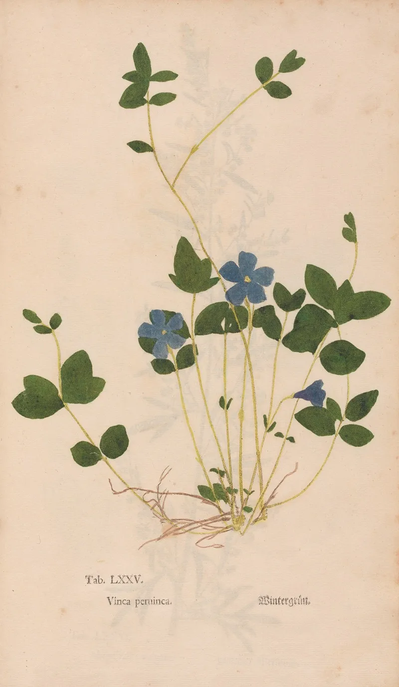 Ectypa Vegetabilium Pl 075 Wall Art by Christian Gottlieb Ludwig - High-Resolution Digital Print