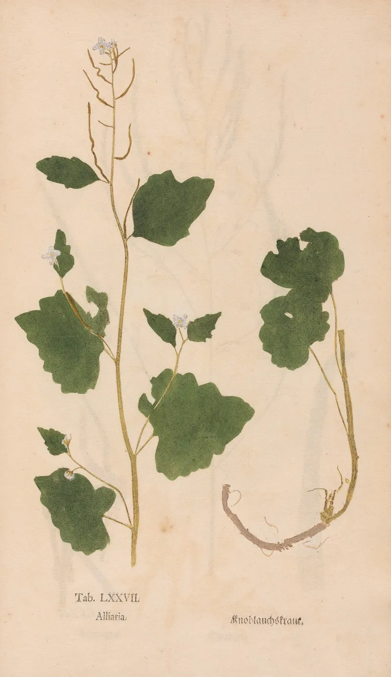 Ectypa Vegetabilium Pl 077 Wall Art by Christian Gottlieb Ludwig - High-Resolution Digital Print