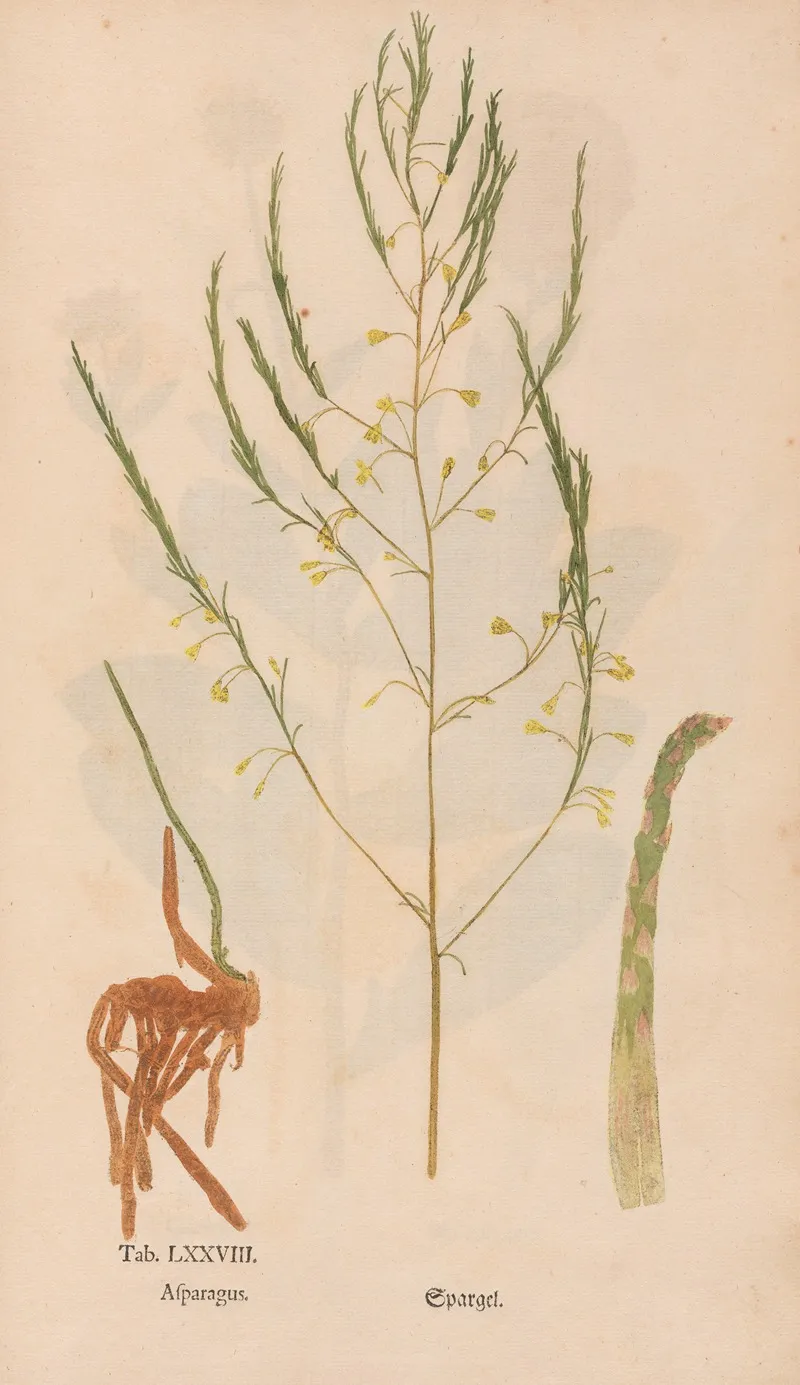 Ectypa Vegetabilium Pl 078 Wall Art by Christian Gottlieb Ludwig - High-Resolution Digital Print