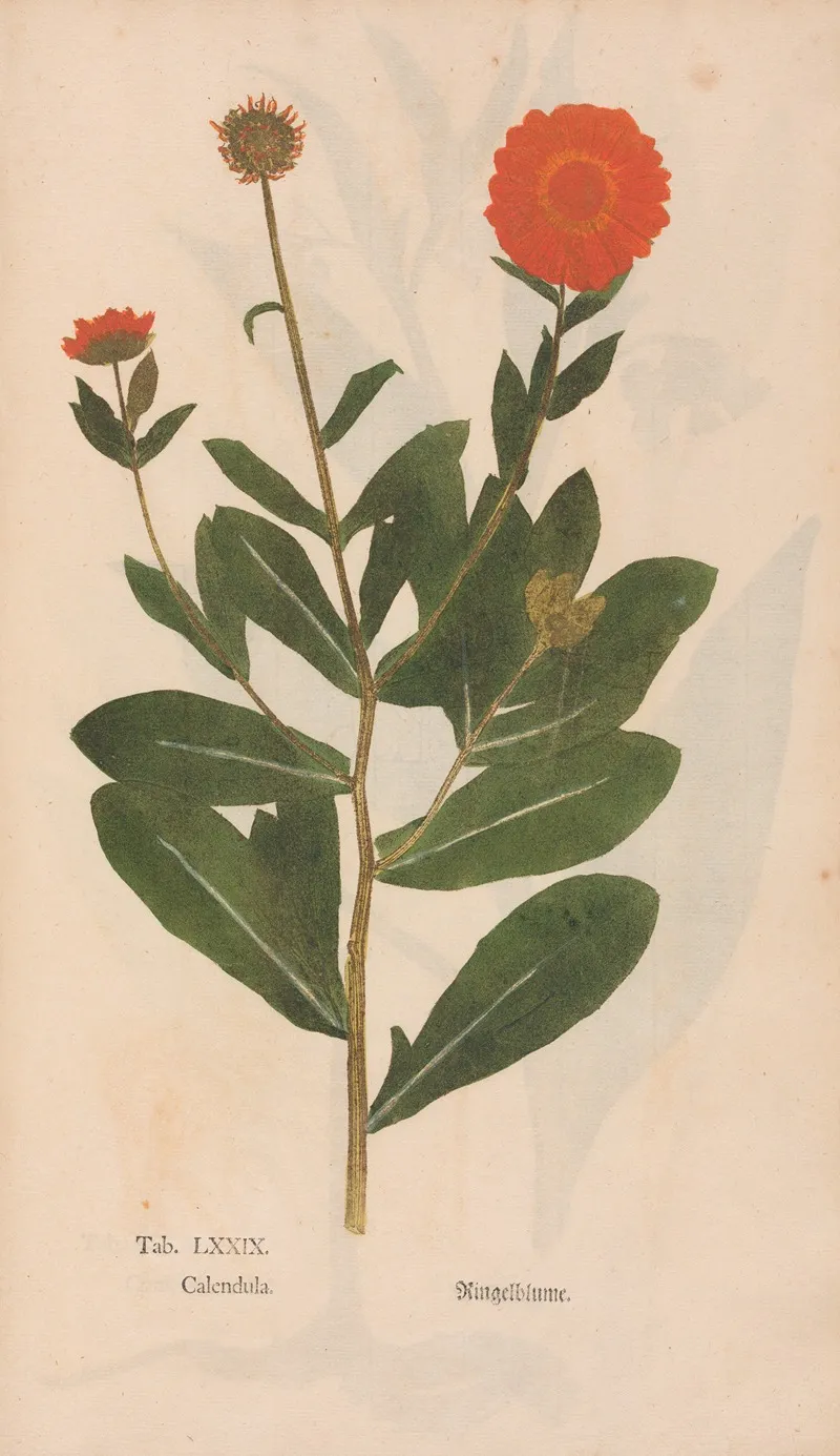 Ectypa Vegetabilium Pl 079 Wall Art by Christian Gottlieb Ludwig - High-Resolution Digital Print