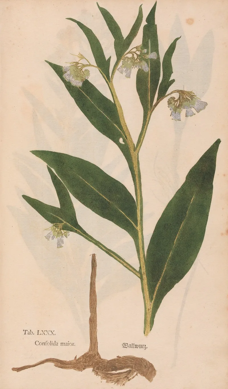 Ectypa Vegetabilium Pl 080 Wall Art by Christian Gottlieb Ludwig - High-Resolution Digital Print