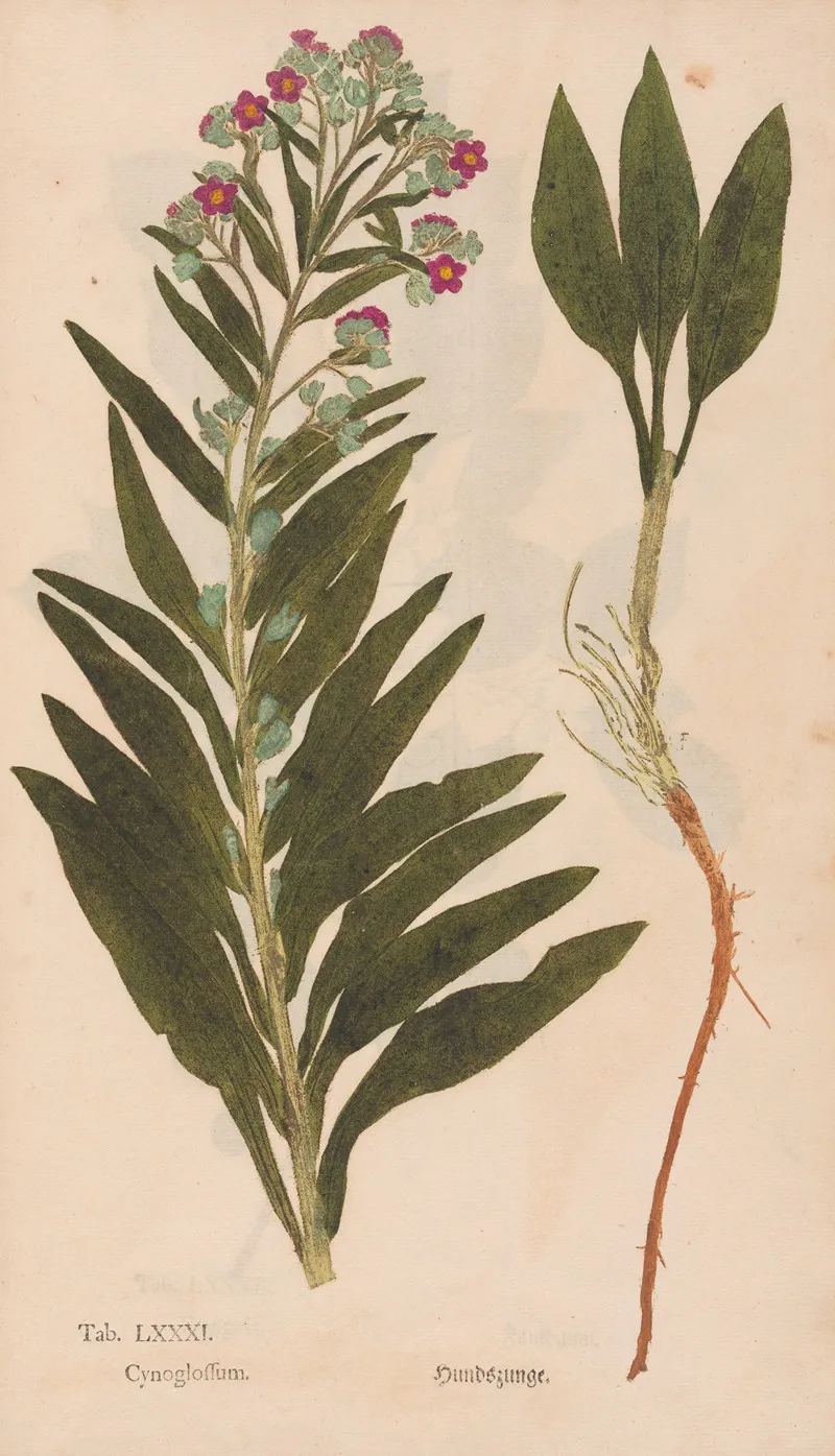 Ectypa Vegetabilium Pl 081 Wall Art by Christian Gottlieb Ludwig - High-Resolution Digital Print