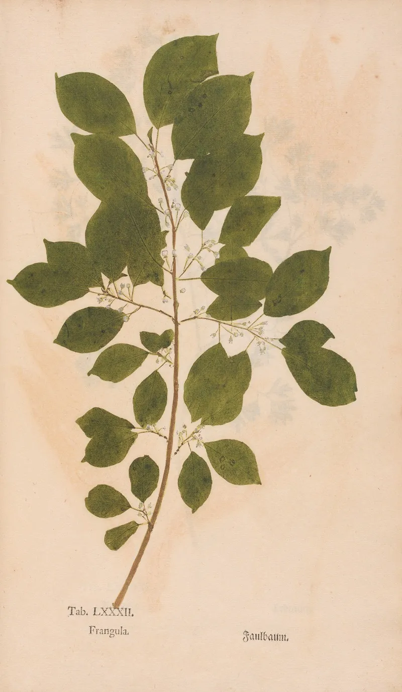 Ectypa Vegetabilium Pl 082 Wall Art by Christian Gottlieb Ludwig - High-Resolution Digital Print