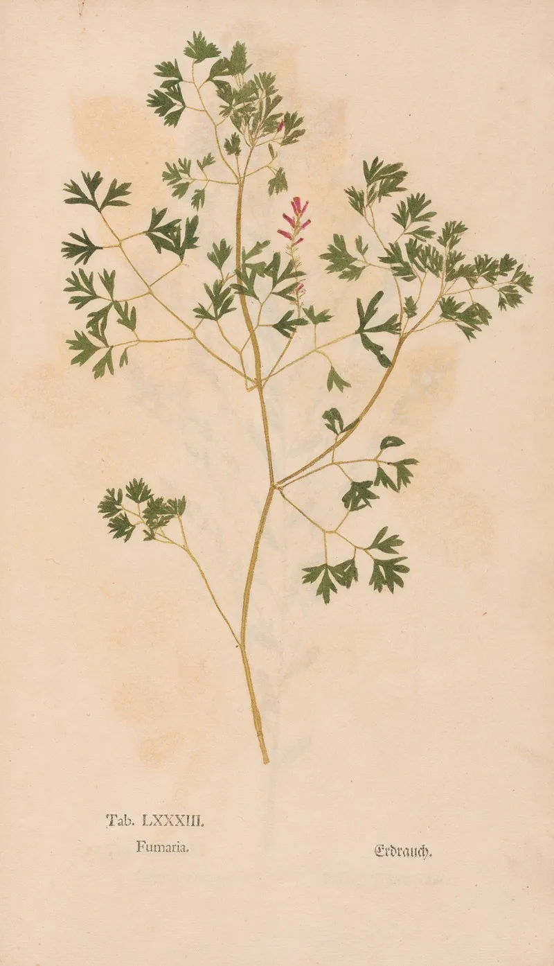 Ectypa Vegetabilium Pl 083 Wall Art by Christian Gottlieb Ludwig - High-Resolution Digital Print