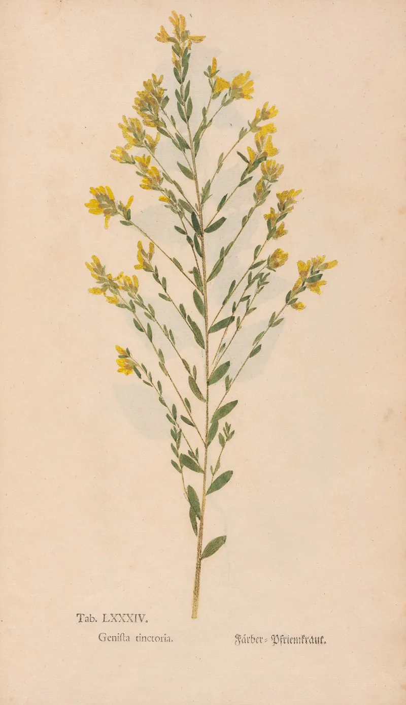 Ectypa Vegetabilium Pl 084 Wall Art by Christian Gottlieb Ludwig - High-Resolution Digital Print