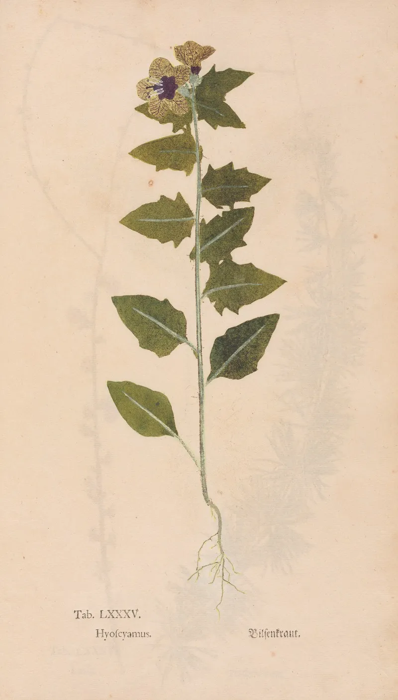 Ectypa Vegetabilium Pl 085 Wall Art by Christian Gottlieb Ludwig - High-Resolution Digital Print