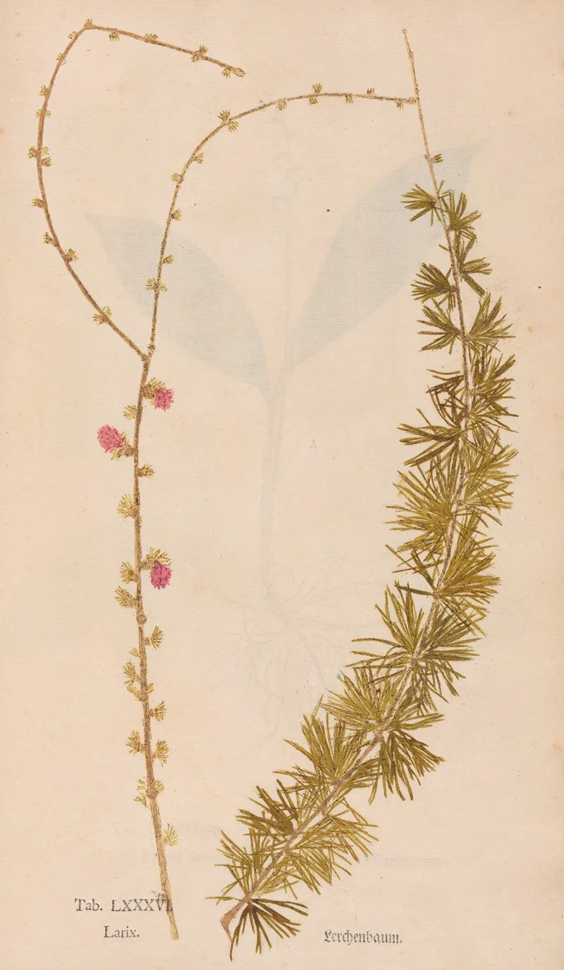 Ectypa Vegetabilium Pl 086 Wall Art by Christian Gottlieb Ludwig - High-Resolution Digital Print