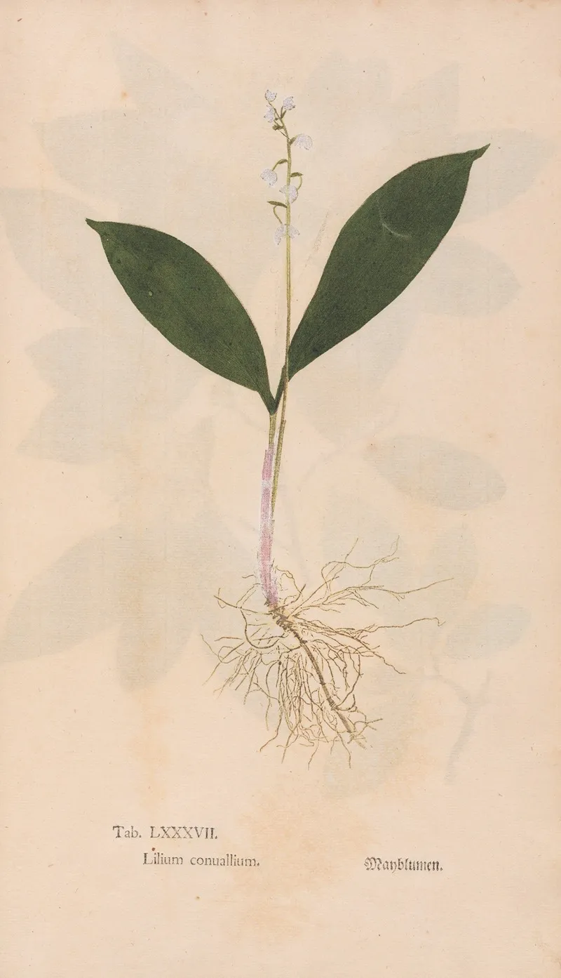 Ectypa Vegetabilium Pl 087 Wall Art by Christian Gottlieb Ludwig - High-Resolution Digital Print