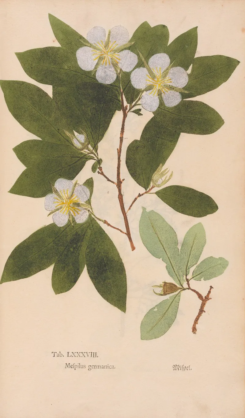 Ectypa Vegetabilium Pl 088 Wall Art by Christian Gottlieb Ludwig - High-Resolution Digital Print