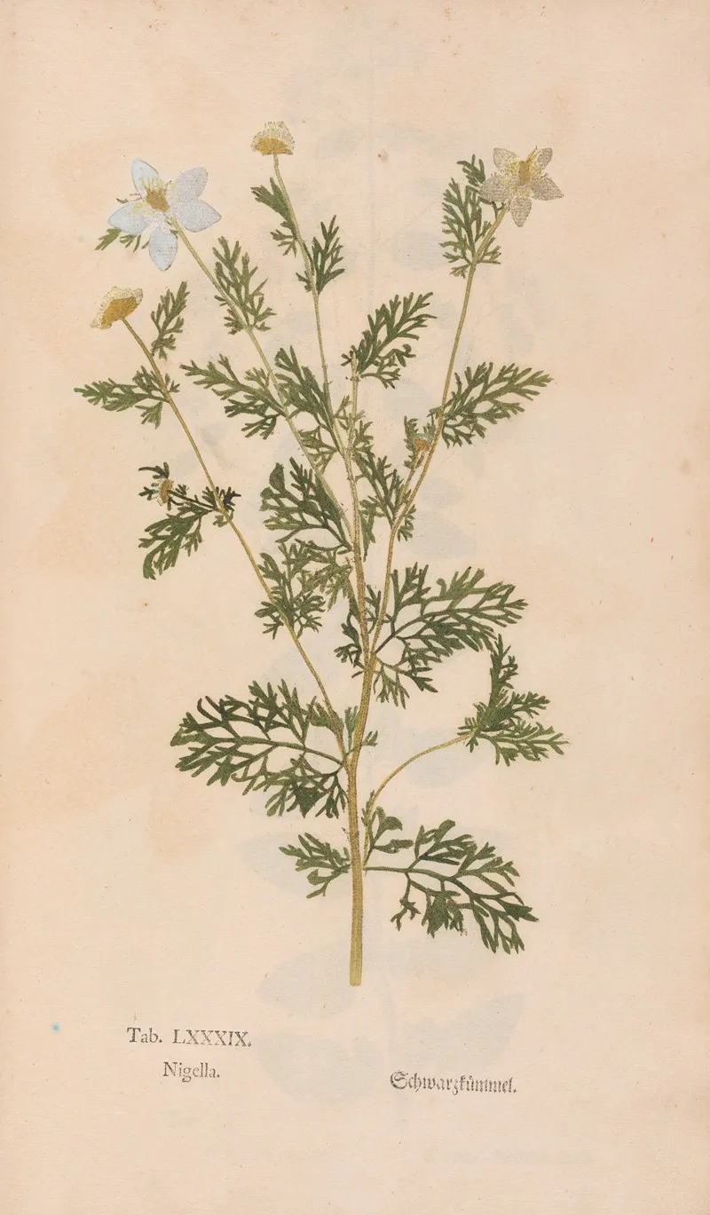 Ectypa Vegetabilium Pl 089 Wall Art by Christian Gottlieb Ludwig - High-Resolution Digital Print