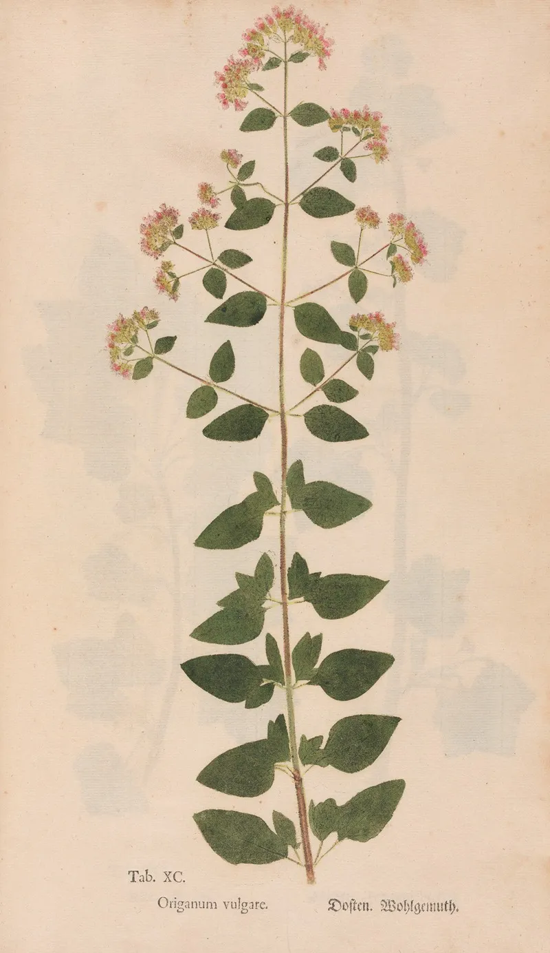 Ectypa Vegetabilium Pl 090 Wall Art by Christian Gottlieb Ludwig - High-Resolution Digital Print
