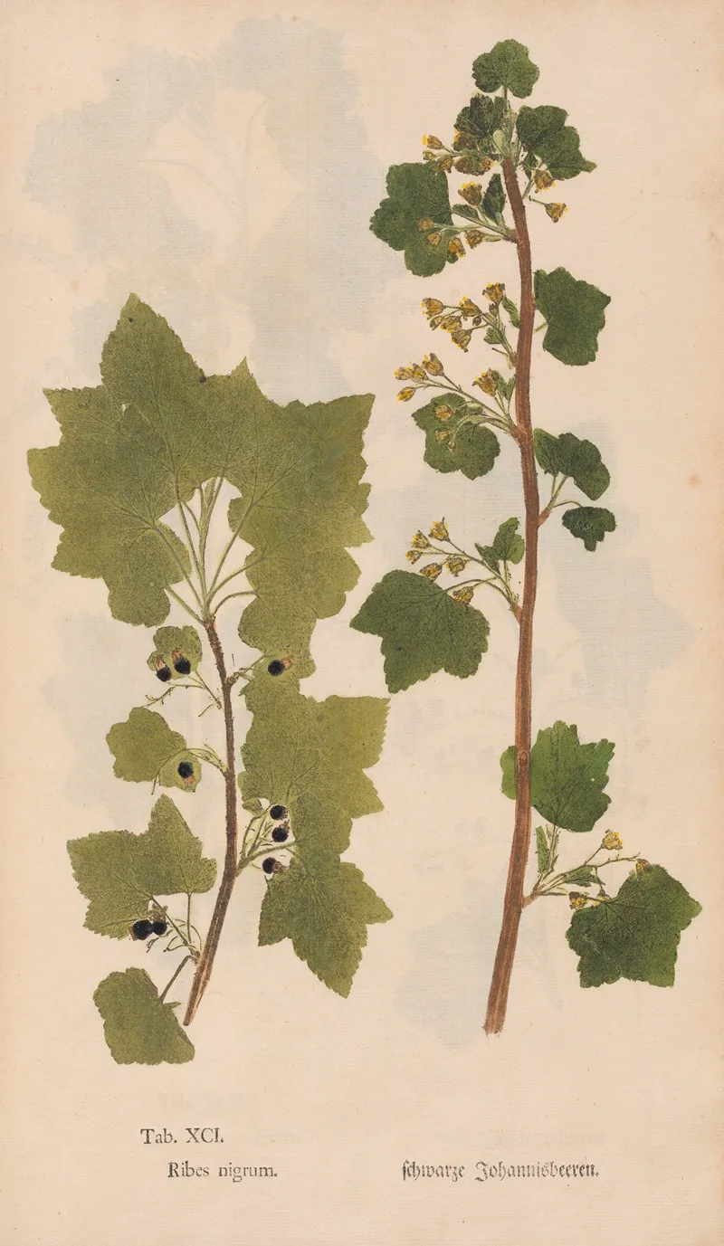 Ectypa Vegetabilium Pl 091 Wall Art by Christian Gottlieb Ludwig - High-Resolution Digital Print