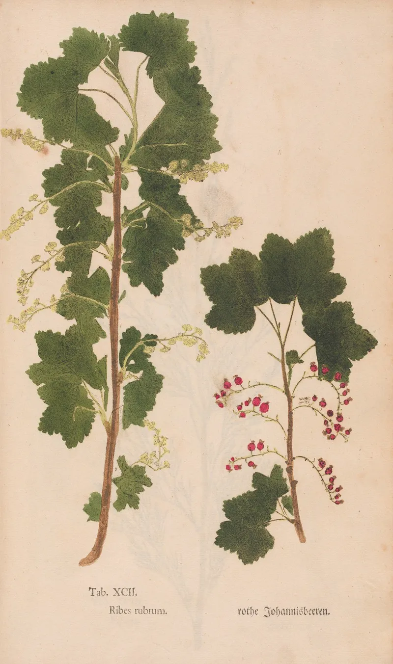 Ectypa Vegetabilium Pl 092 Wall Art by Christian Gottlieb Ludwig - High-Resolution Digital Print