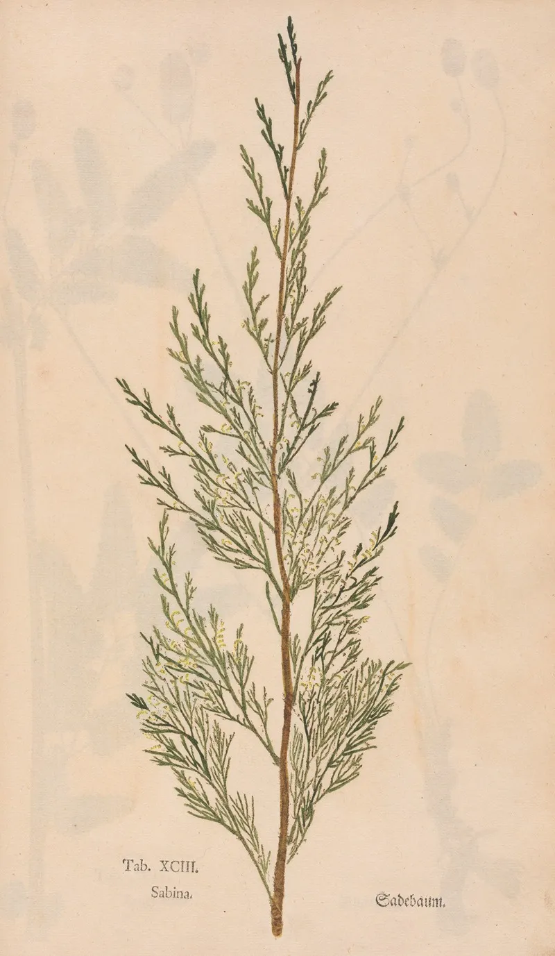 Ectypa Vegetabilium Pl 093 Wall Art by Christian Gottlieb Ludwig - High-Resolution Digital Print