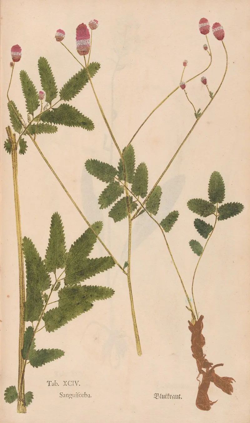 Ectypa Vegetabilium Pl 094 Wall Art by Christian Gottlieb Ludwig - High-Resolution Digital Print