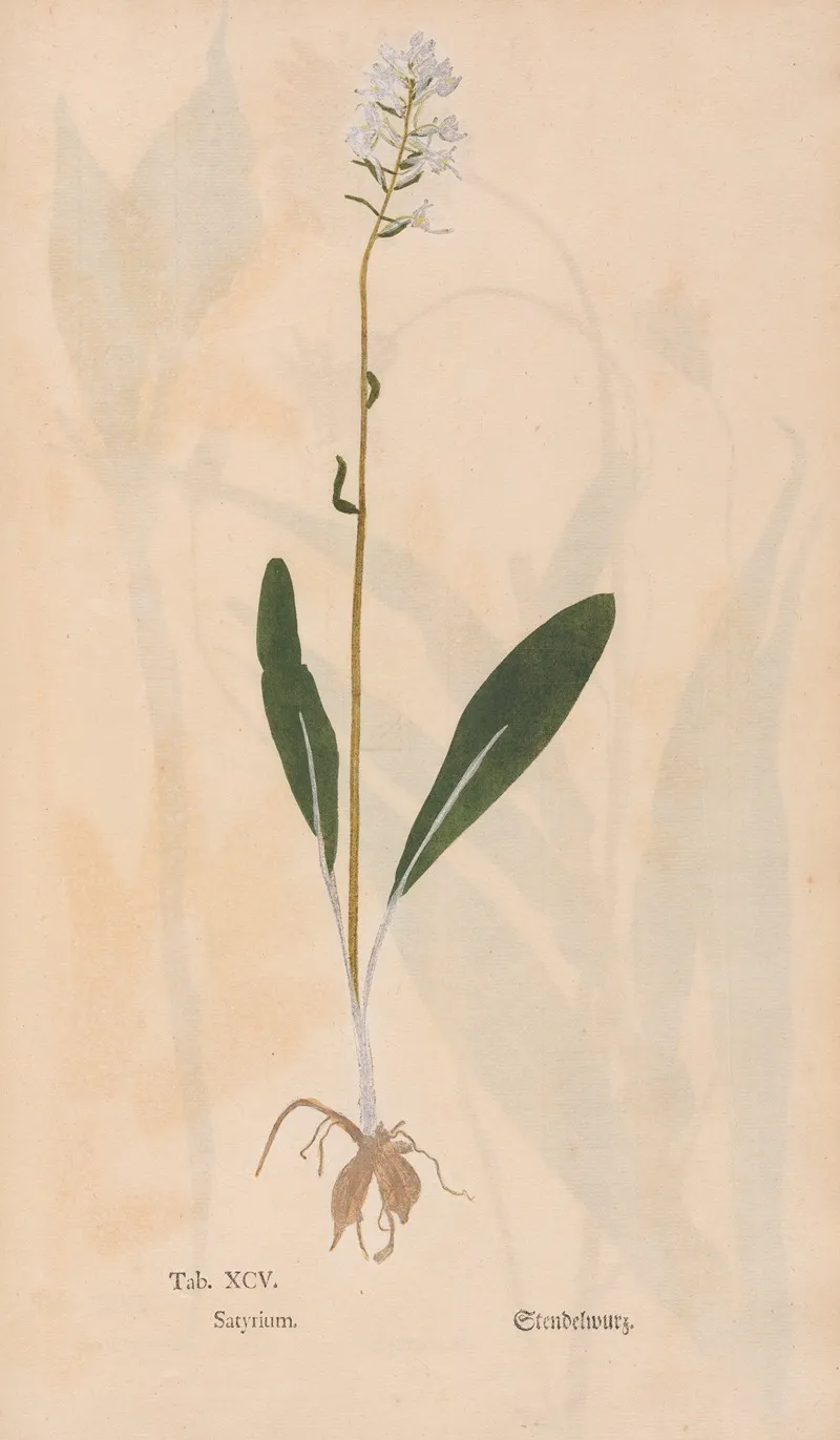 Ectypa Vegetabilium Pl 095 Wall Art by Christian Gottlieb Ludwig - High-Resolution Digital Print