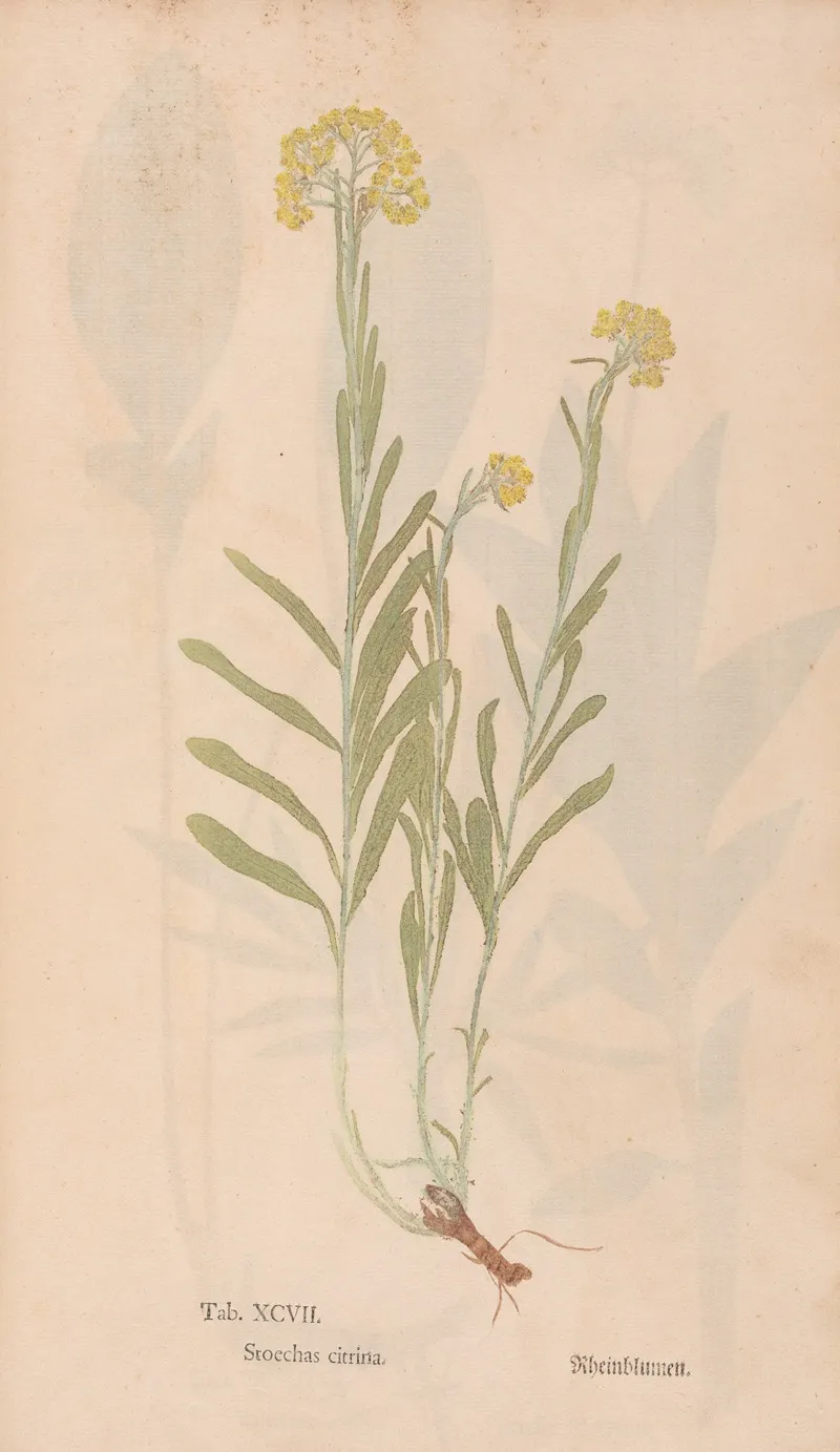 Ectypa Vegetabilium Pl 097 Wall Art by Christian Gottlieb Ludwig - High-Resolution Digital Print