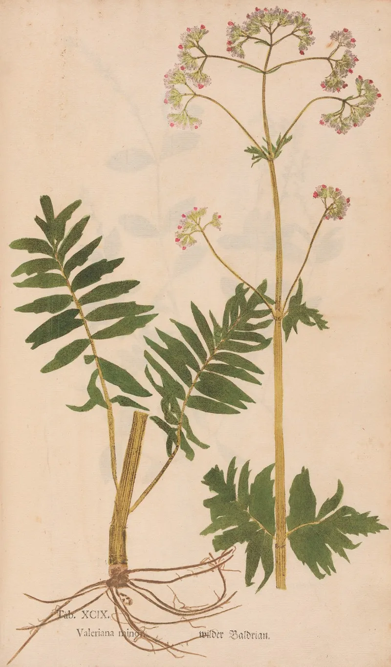 Ectypa Vegetabilium Pl 099 Wall Art by Christian Gottlieb Ludwig - High-Resolution Digital Print