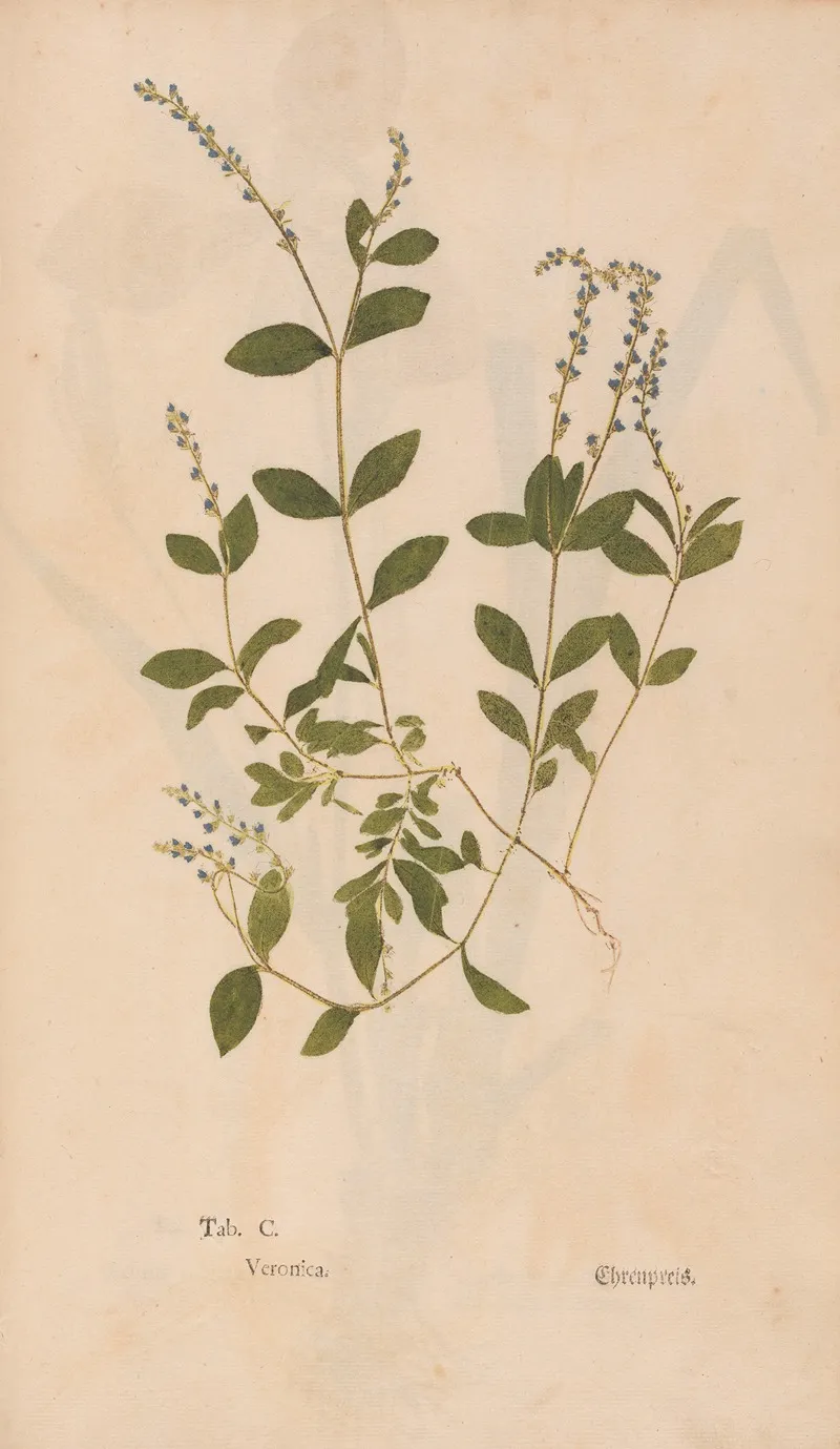 Ectypa Vegetabilium Pl 100 Wall Art by Christian Gottlieb Ludwig - High-Resolution Digital Print
