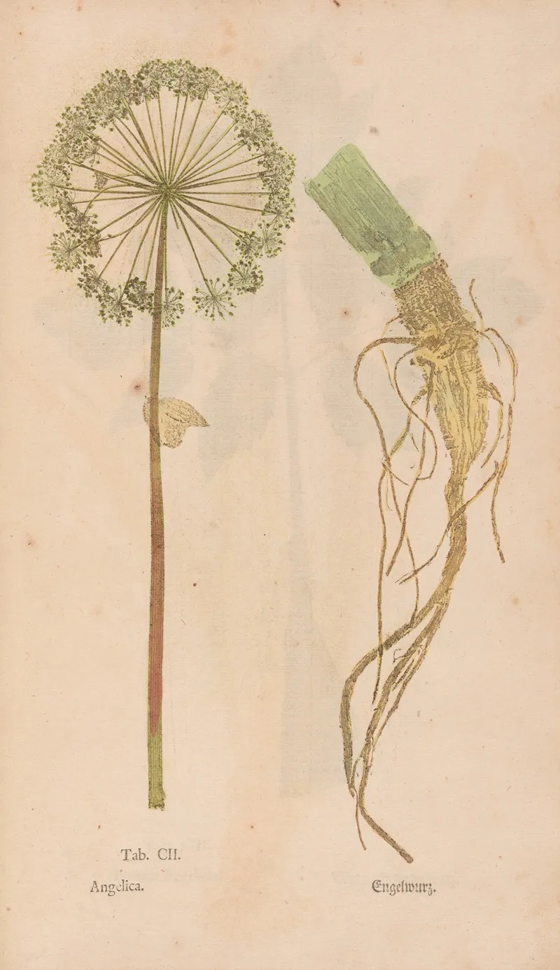 Ectypa Vegetabilium Pl 102 Wall Art by Christian Gottlieb Ludwig - High-Resolution Digital Print