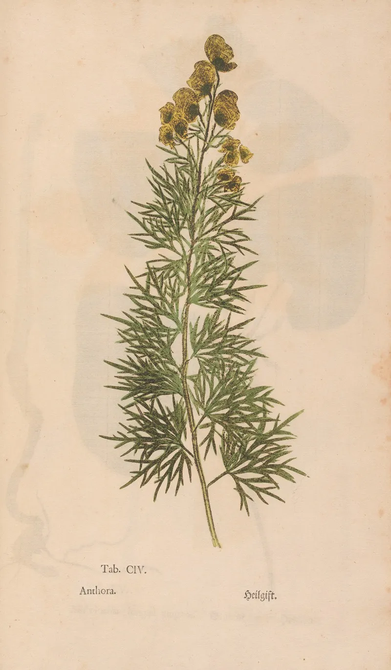 Ectypa Vegetabilium Pl 104 Wall Art by Christian Gottlieb Ludwig - High-Resolution Digital Print