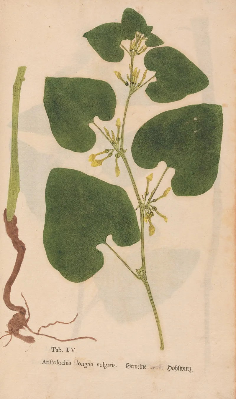 Ectypa Vegetabilium Pl 105 Wall Art by Christian Gottlieb Ludwig - High-Resolution Digital Print