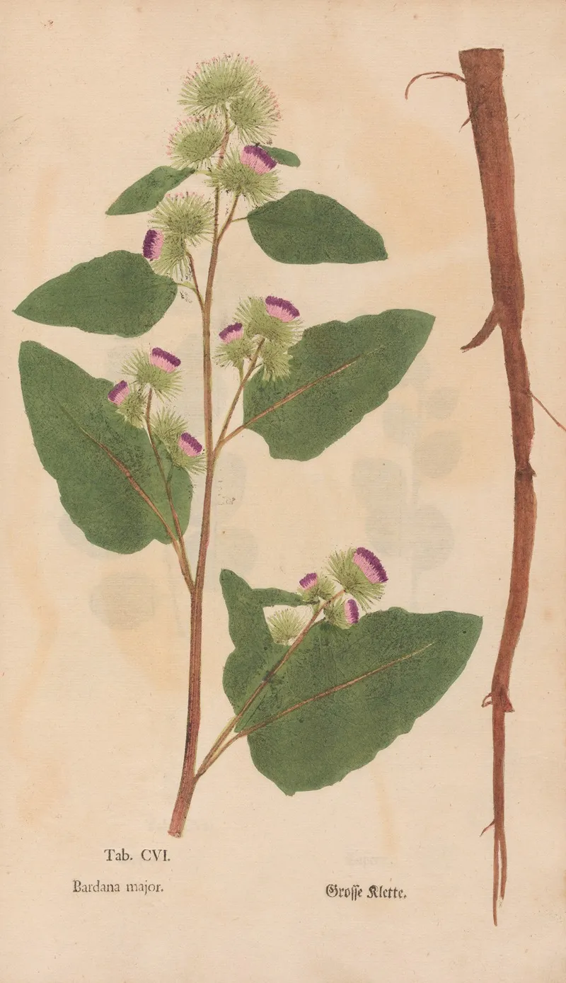 Ectypa Vegetabilium Pl 106 Wall Art by Christian Gottlieb Ludwig - High-Resolution Digital Print