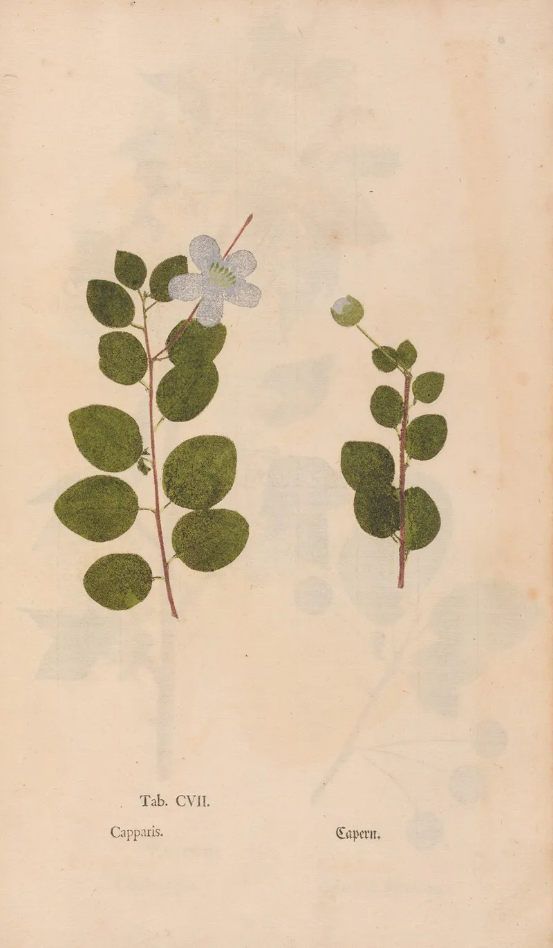 Ectypa Vegetabilium Pl 107 Wall Art by Christian Gottlieb Ludwig - High-Resolution Digital Print