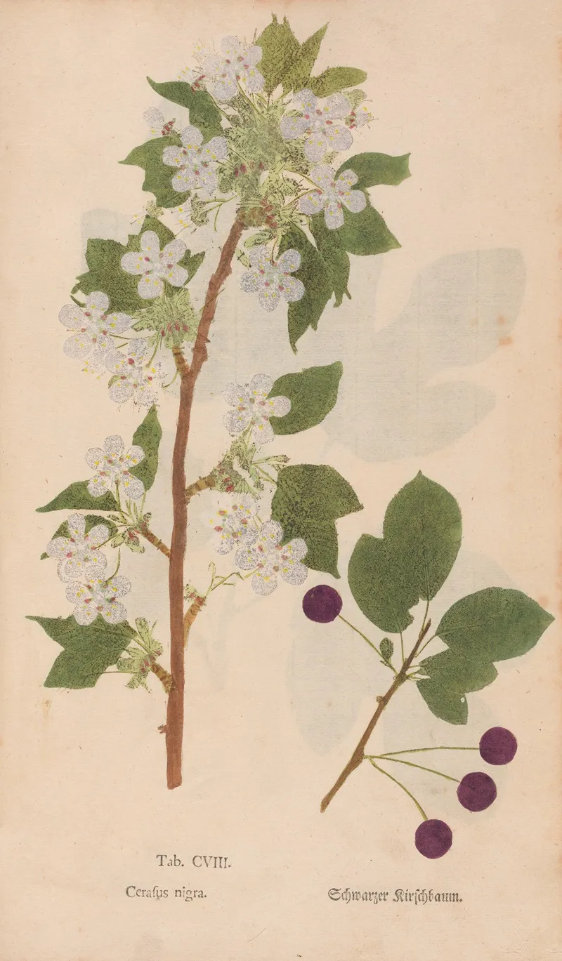 Ectypa Vegetabilium Pl 108 Wall Art by Christian Gottlieb Ludwig - High-Resolution Digital Print