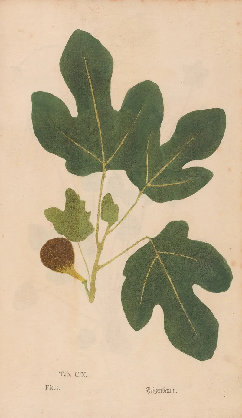 Ectypa Vegetabilium Pl 109 Wall Art by Christian Gottlieb Ludwig - High-Resolution Digital Print