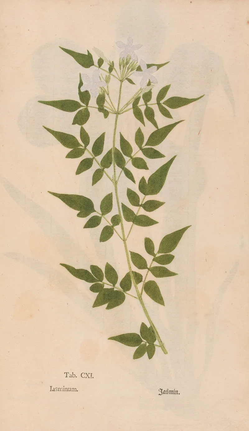 Ectypa Vegetabilium Pl 111 Wall Art by Christian Gottlieb Ludwig - High-Resolution Digital Print