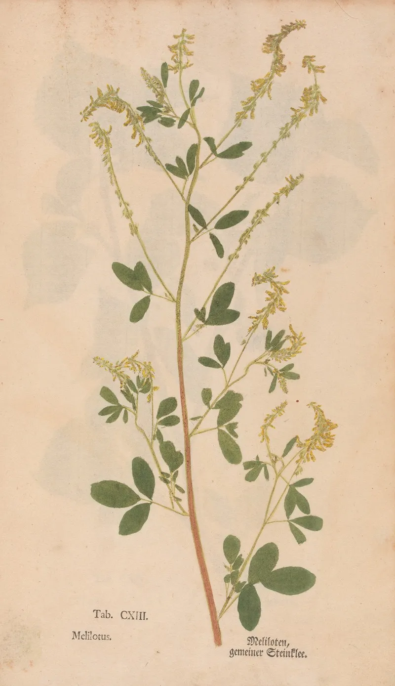 Ectypa Vegetabilium Pl 113 Wall Art by Christian Gottlieb Ludwig - High-Resolution Digital Print