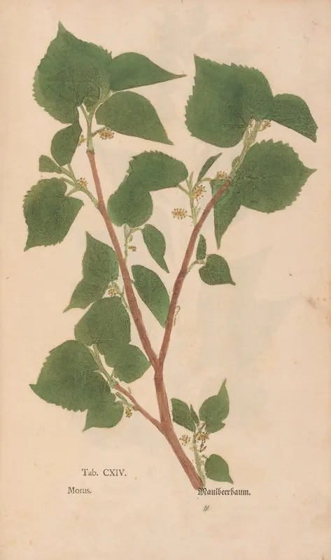 Ectypa Vegetabilium Pl 114 Wall Art by Christian Gottlieb Ludwig - High-Resolution Digital Print