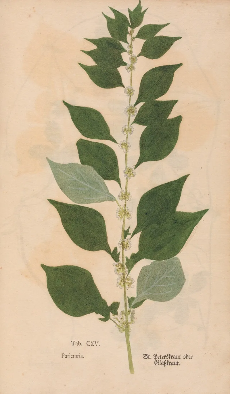 Ectypa Vegetabilium Pl 115 Wall Art by Christian Gottlieb Ludwig - High-Resolution Digital Print