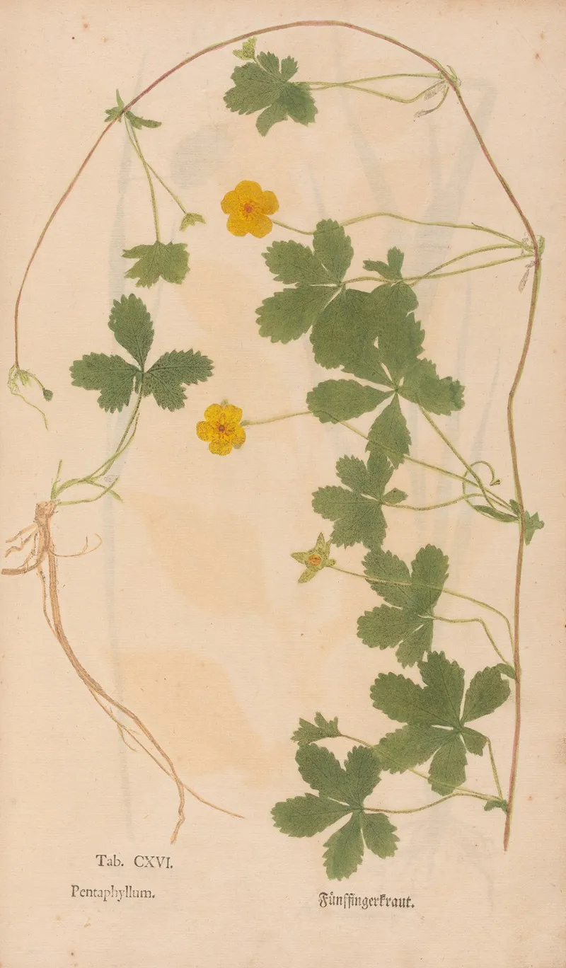 Ectypa Vegetabilium Pl 116 Wall Art by Christian Gottlieb Ludwig - High-Resolution Digital Print