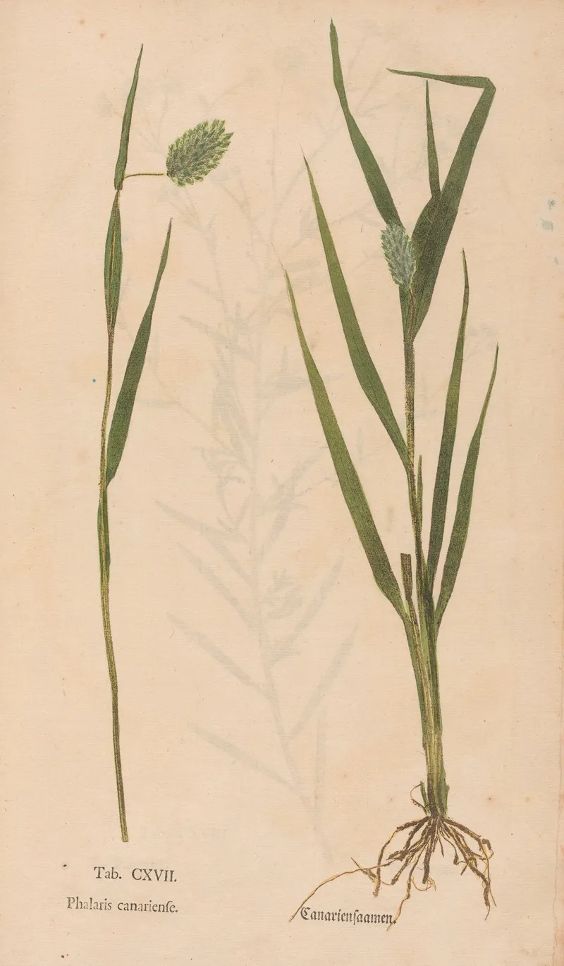 Ectypa Vegetabilium Pl 117 Wall Art by Christian Gottlieb Ludwig - High-Resolution Digital Print