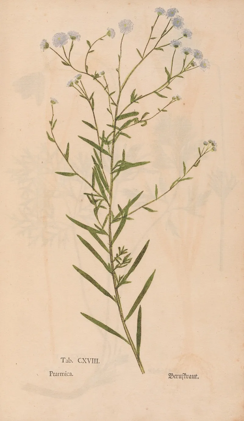 Ectypa Vegetabilium Pl 118 Wall Art by Christian Gottlieb Ludwig - High-Resolution Digital Print