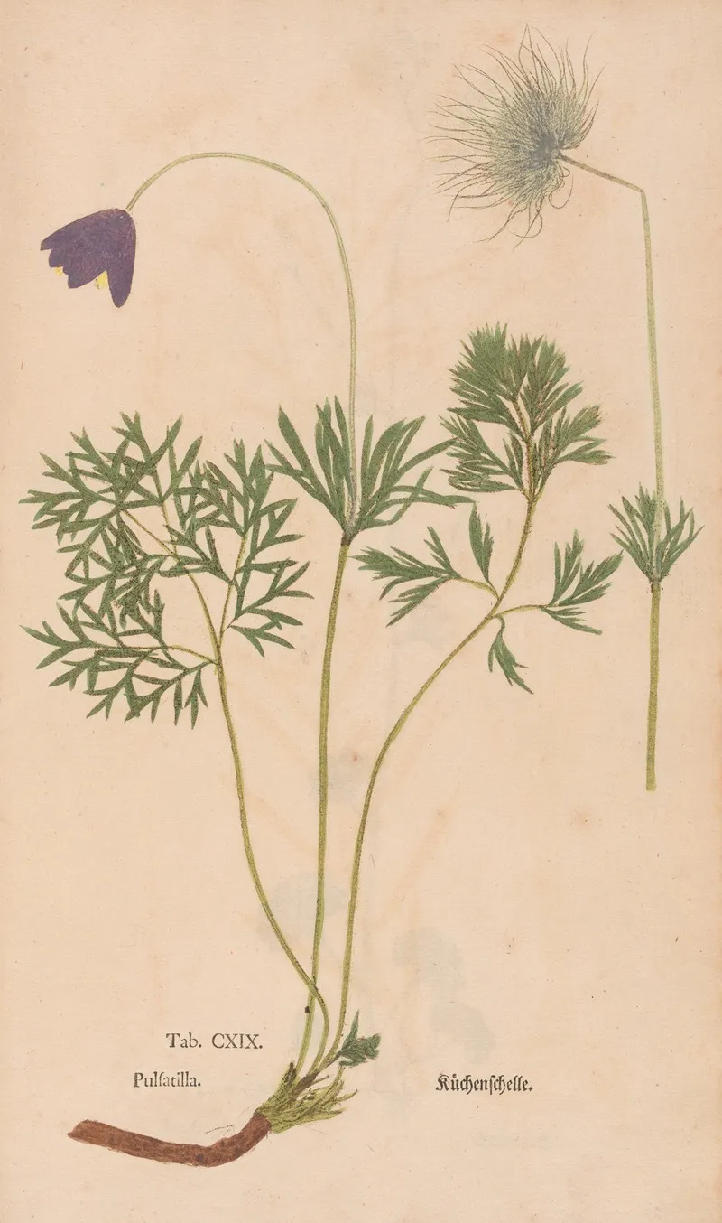 Ectypa Vegetabilium Pl 119 Wall Art by Christian Gottlieb Ludwig - High-Resolution Digital Print
