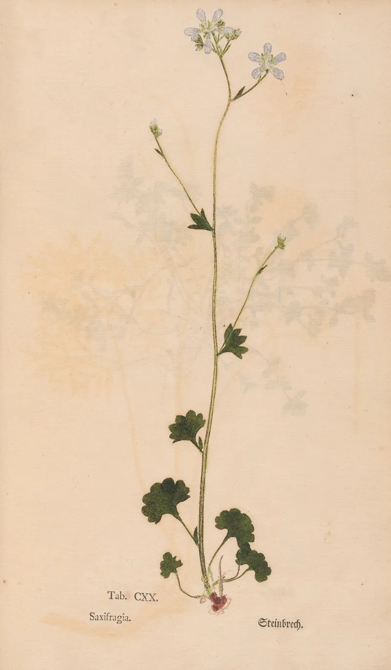 Ectypa Vegetabilium Pl 120 Wall Art by Christian Gottlieb Ludwig - High-Resolution Digital Print