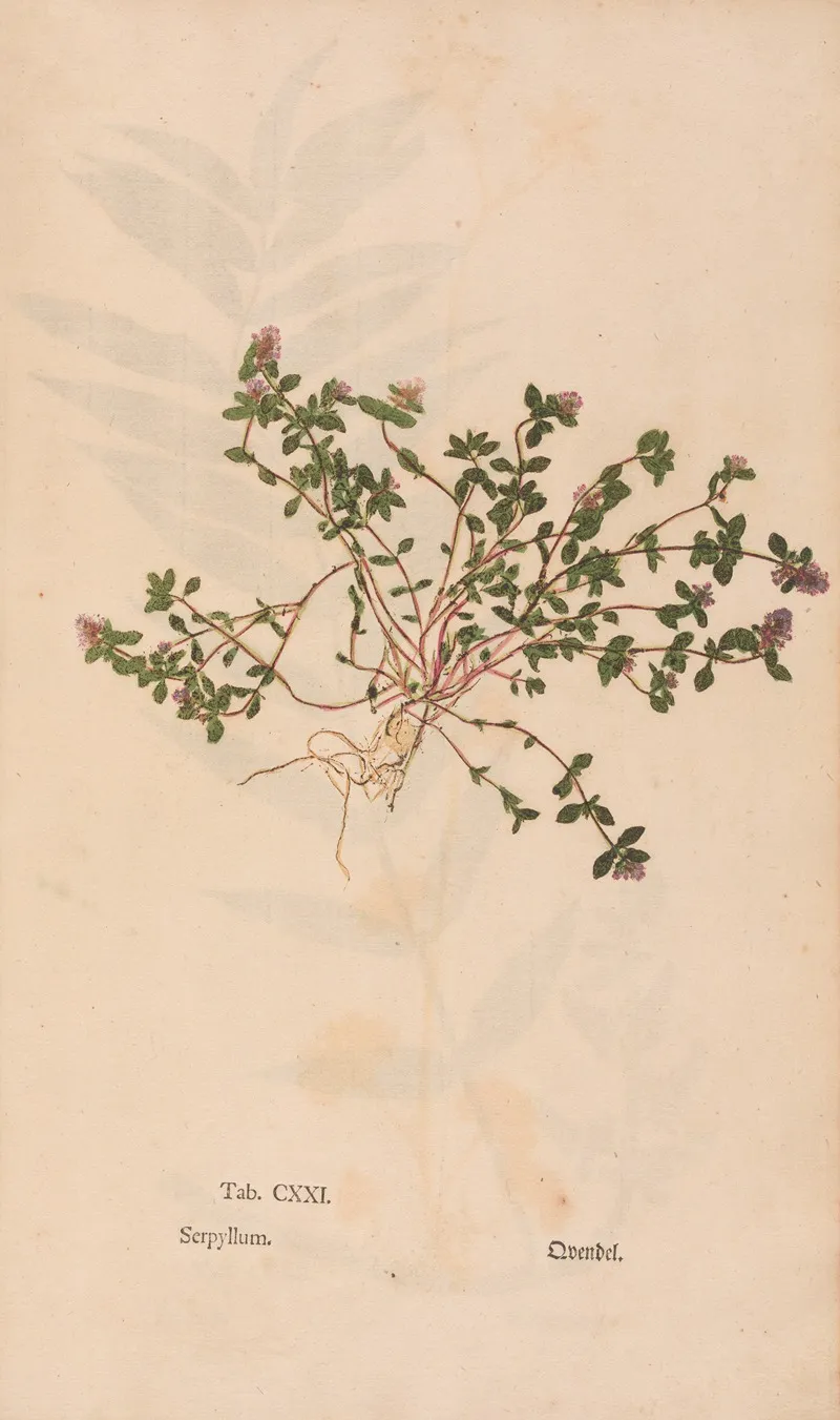 Ectypa Vegetabilium Pl 121 Wall Art by Christian Gottlieb Ludwig - High-Resolution Digital Print