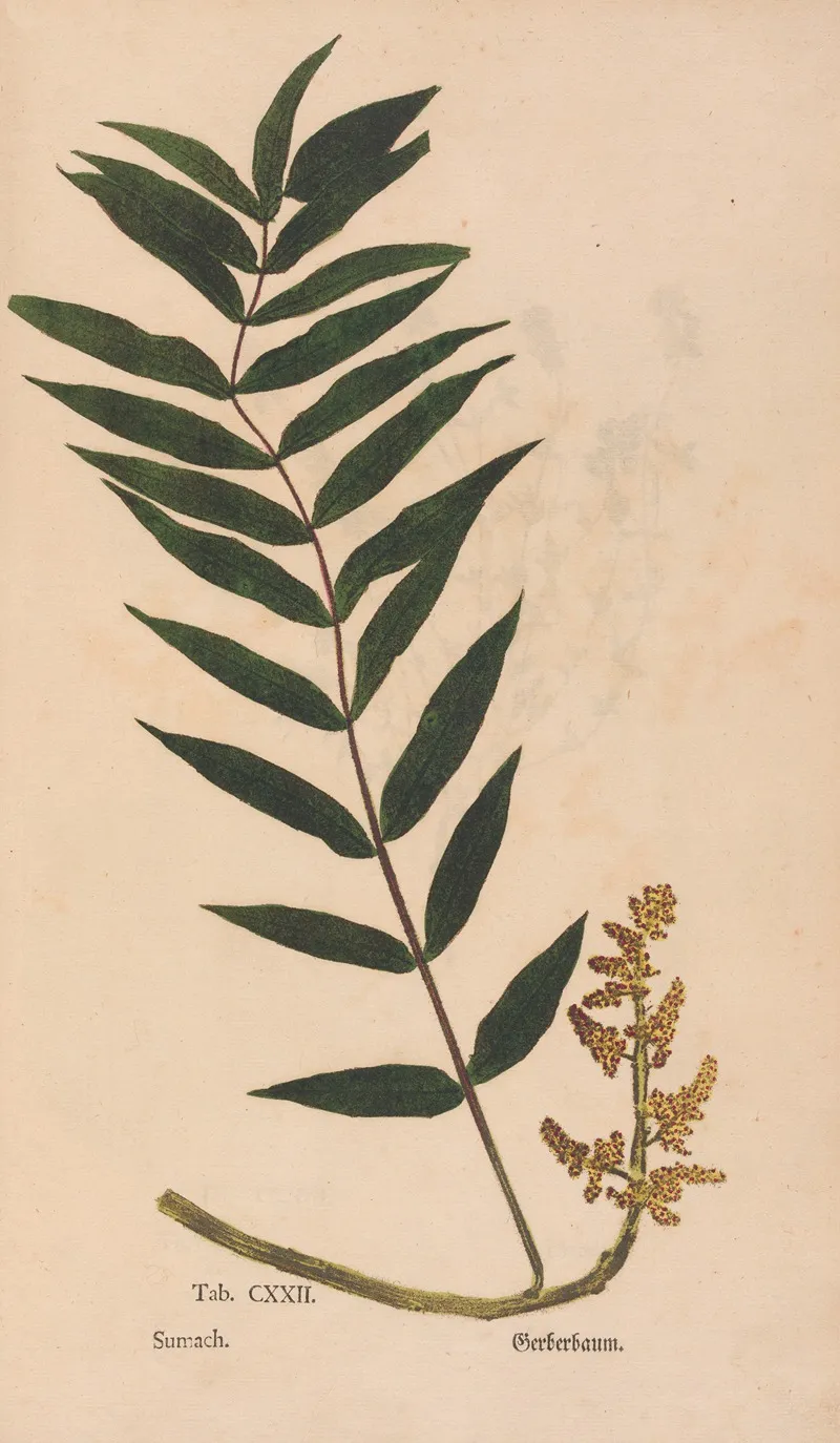 Ectypa Vegetabilium Pl 122 Wall Art by Christian Gottlieb Ludwig - High-Resolution Digital Print