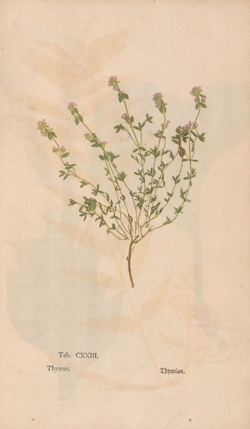Ectypa Vegetabilium Pl 123 Wall Art by Christian Gottlieb Ludwig - High-Resolution Digital Print