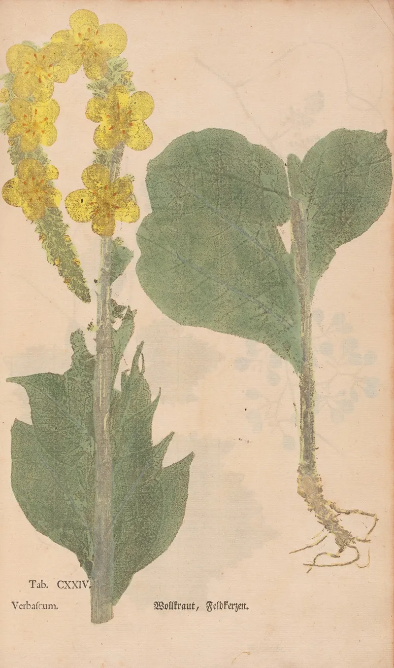 Ectypa Vegetabilium Pl 124 Wall Art by Christian Gottlieb Ludwig - High-Resolution Digital Print