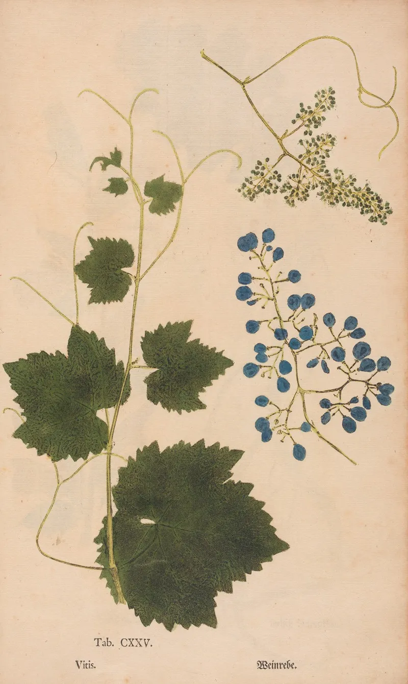 Ectypa Vegetabilium Pl 125 Wall Art by Christian Gottlieb Ludwig - High-Resolution Digital Print